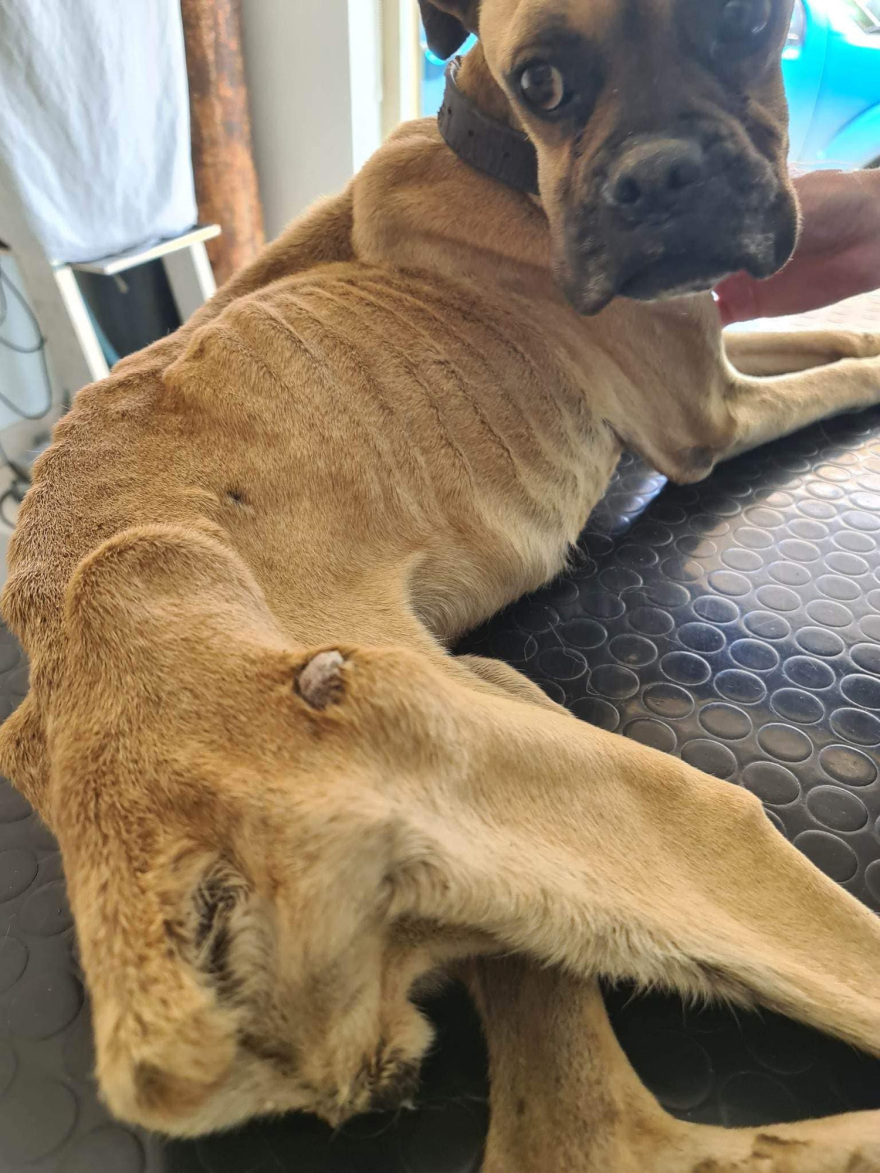 Κακοποίηση σκύλου στην Ηλεία: Σε κρίσιμη κατάσταση το Boxer που βρέθηκε σκελετωμένο και αλυσοδεμένο