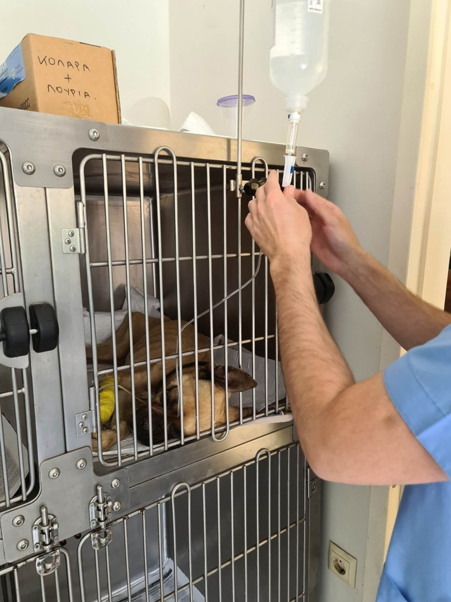 Κακοποίηση σκύλου στην Ηλεία: Σε κρίσιμη κατάσταση το Boxer που βρέθηκε σκελετωμένο και αλυσοδεμένο