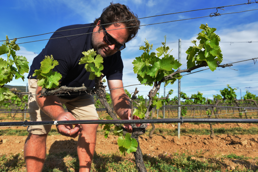 Chateau Sainte Marguerite: Το ροζέ «διαμάντι» της Προβηγκίας και η συμφωνία των εκατομμυρίων ευρώ 