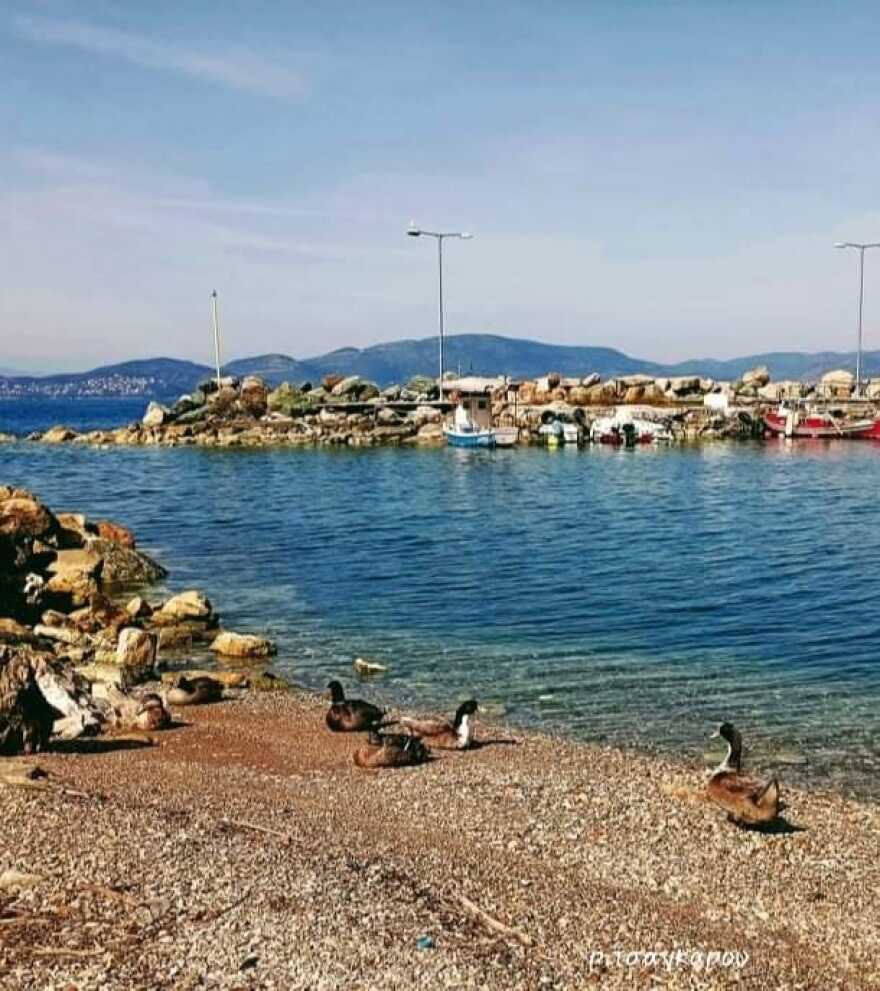 Νεαροί θανάτωσαν παπάκια πετώντας τους πέτρες στον Βόλο