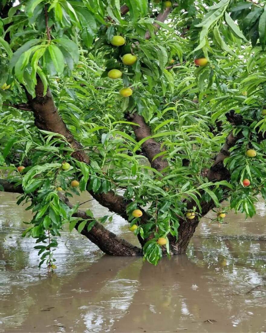 Πέλλα: Το μπουρίνι μετέτρεψε τα χωράφια σε... λιμνοθάλασσες - Καταστράφηκαν οι καλλιέργειες (βίντεο)