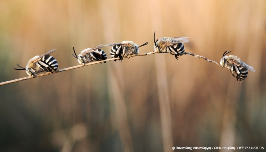 Oι νικητές του τρίτου πανελλήνιου φωτογραφικού διαγωνισμού «Click στη φύση»