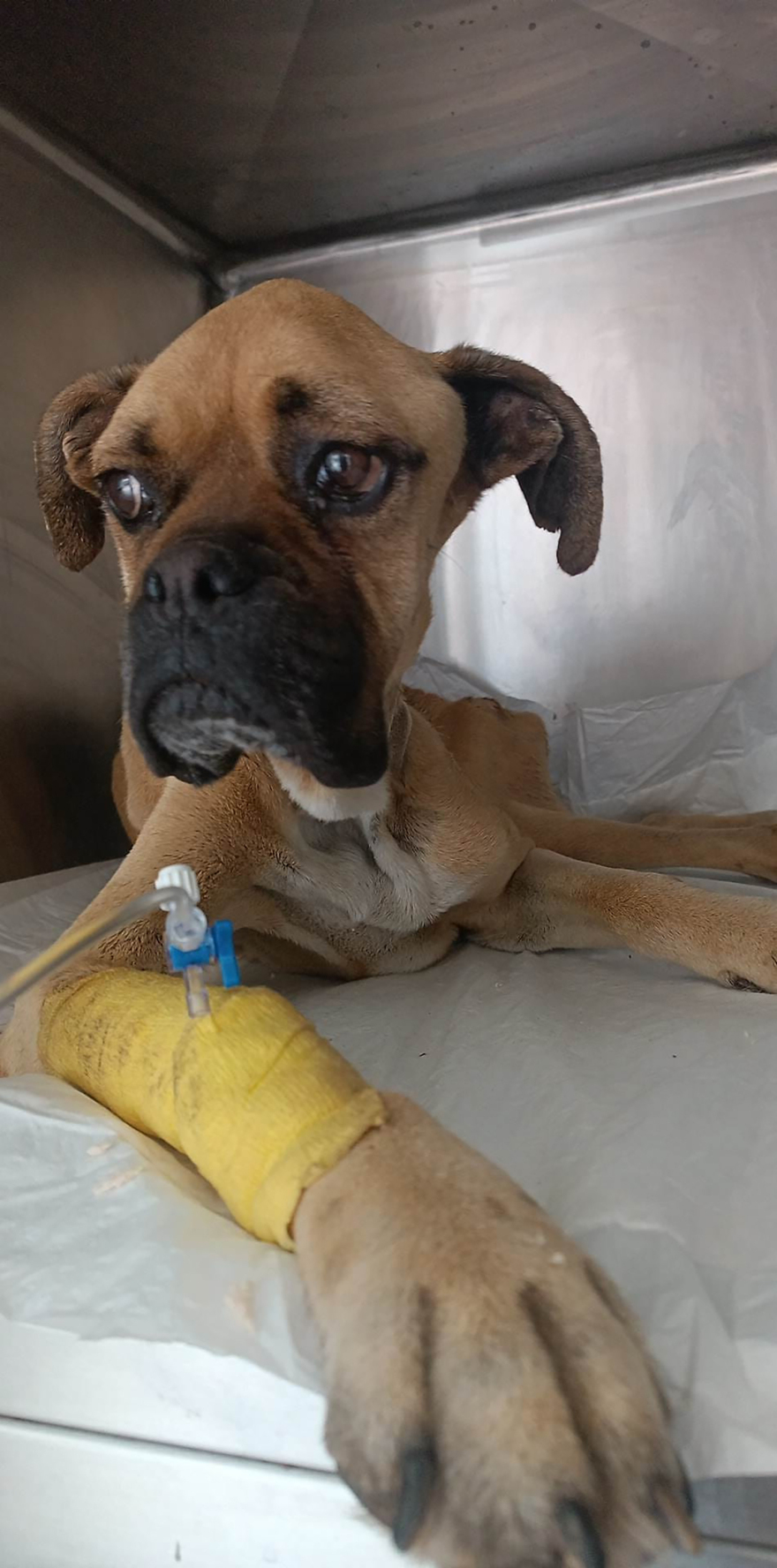 Ηλεία: Πέθανε η Νίκη, το σκυλί που βρέθηκε σκελετωμένο και αλυσοδεμένο στη Ζαχάρω