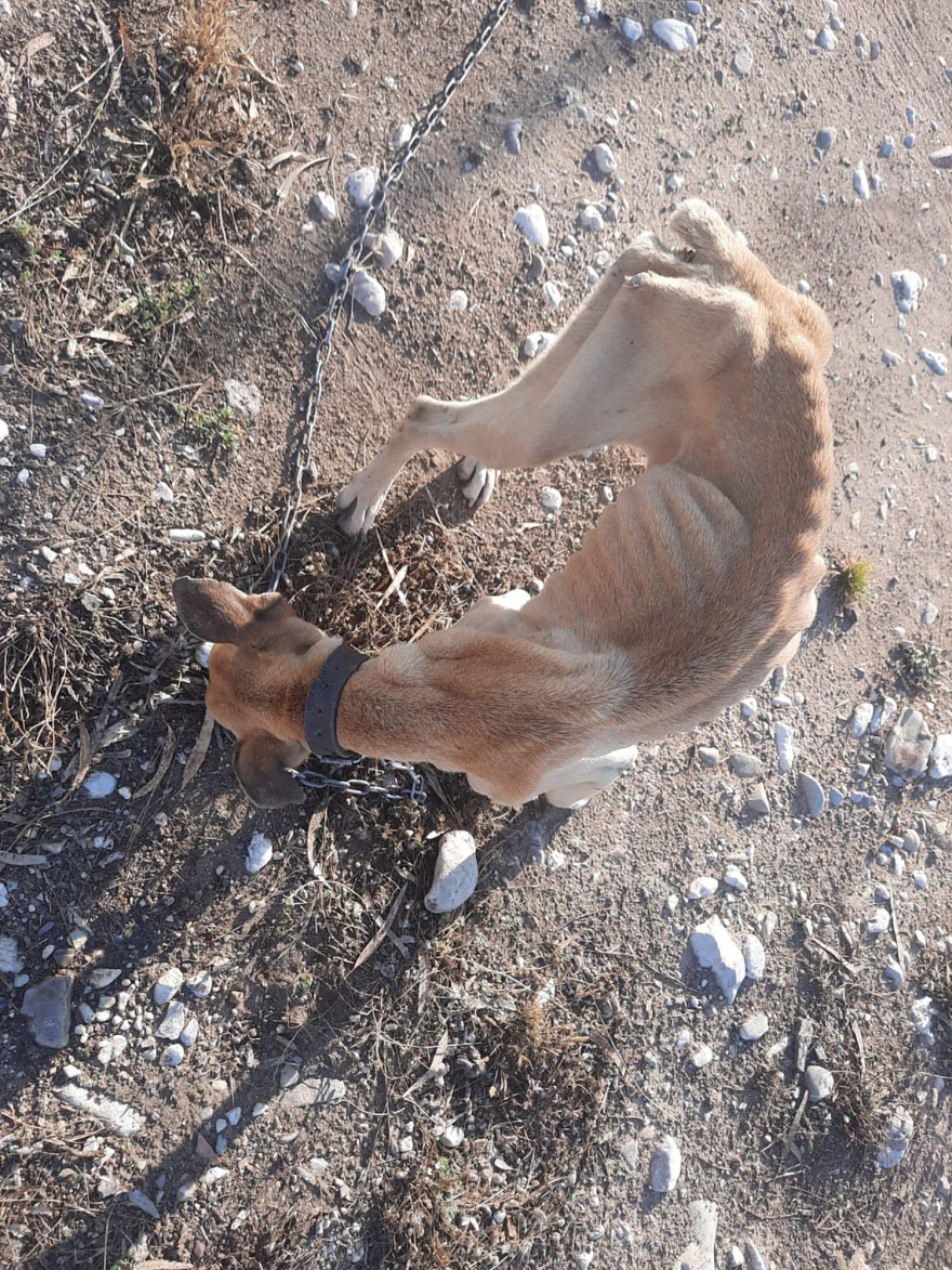 Ηλεία: Πέθανε η Νίκη, το σκυλί που βρέθηκε σκελετωμένο και αλυσοδεμένο στη Ζαχάρω