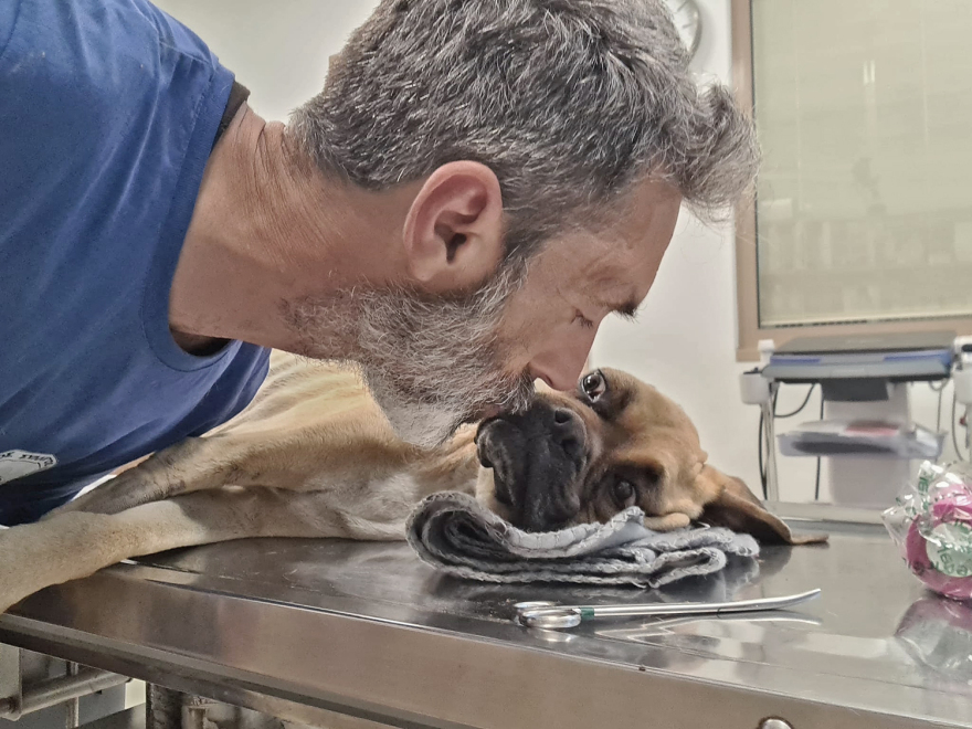 Ηλεία: Πέθανε η Νίκη, το σκυλί που βρέθηκε σκελετωμένο και αλυσοδεμένο στη Ζαχάρω