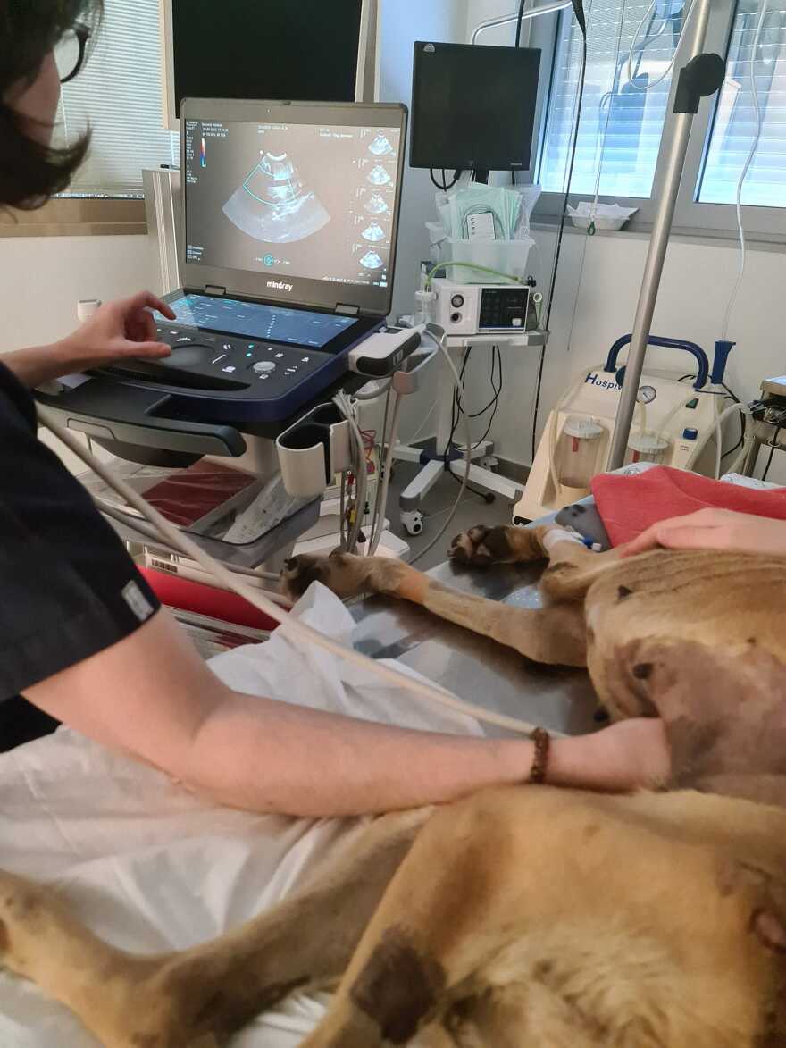 Ηλεία: Το τελευταίο βλέμμα της Νίκης - Συγκλονίζει η φωτογραφία του προέδρου της Φιλοζωικής