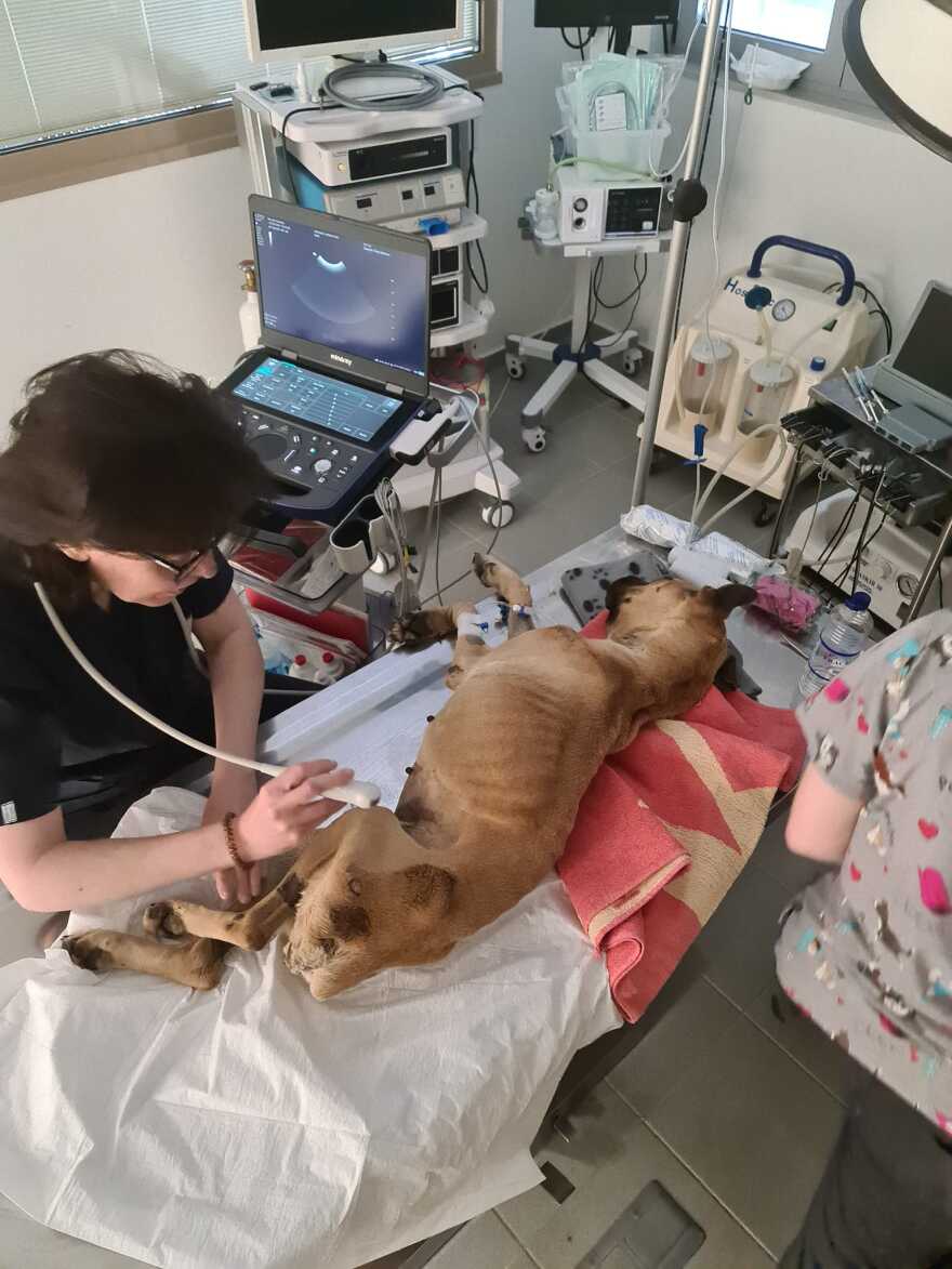 Ηλεία: Το τελευταίο βλέμμα της Νίκης - Συγκλονίζει η φωτογραφία του προέδρου της Φιλοζωικής