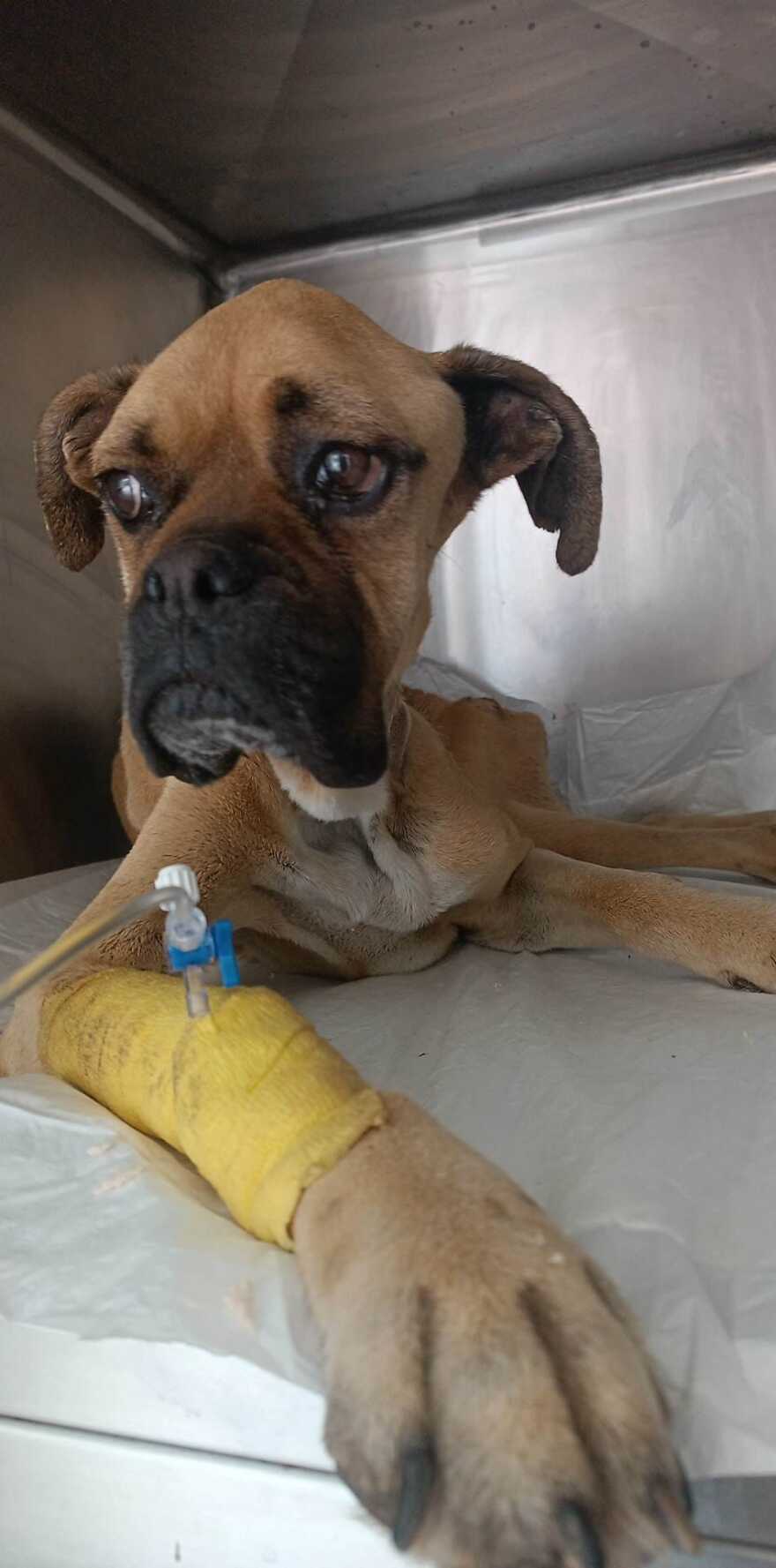 Ηλεία: Το τελευταίο βλέμμα της Νίκης - Συγκλονίζει η φωτογραφία του προέδρου της Φιλοζωικής