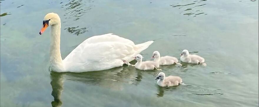 Νέα Υόρκη: Τρεις έφηβοι απήγαγαν, σκότωσαν και μαγείρεψαν κύκνο - Τον πέρασαν για πάπια