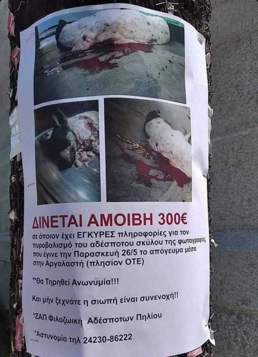 Αργαλαστή: Επικήρυξαν για 300 ευρώ τον άγνωστο που πυροβόλησε αδέσποτο σκύλο