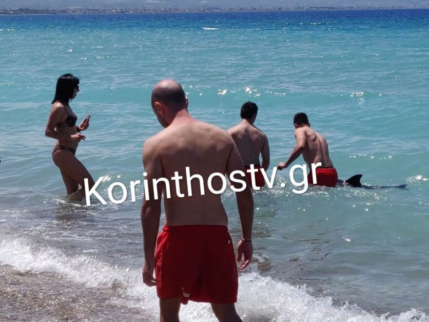 «Σαν άνθρωπος» περίμενε το δελφινάκι να το διασώσουν - Δείτε βίντεο