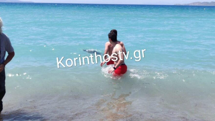 «Σαν άνθρωπος» περίμενε το δελφινάκι να το διασώσουν - Δείτε βίντεο