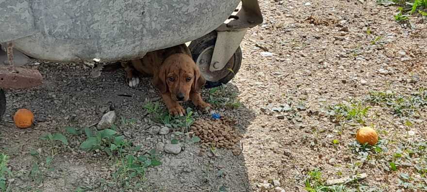 Ηλεία: Ασυνείδητος πέταξε κουτάβι σε κάδο σκουπιδιών στη Ζαχάρω - Δείτε φωτογραφίες