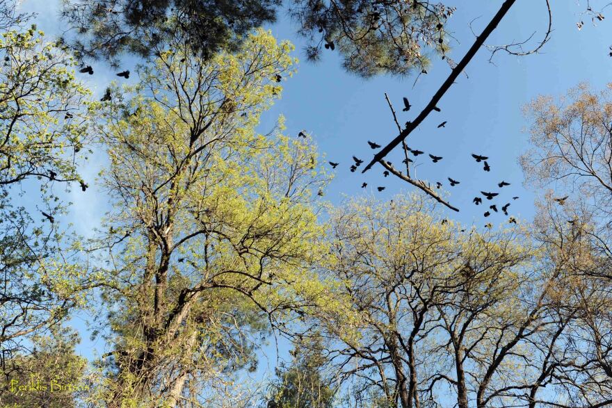 Καρδίτσα: Κορακοειδή έχουν κατακλύσει την περιοχή και «απειλούν» τη δημόσια υγεία και ασφάλεια