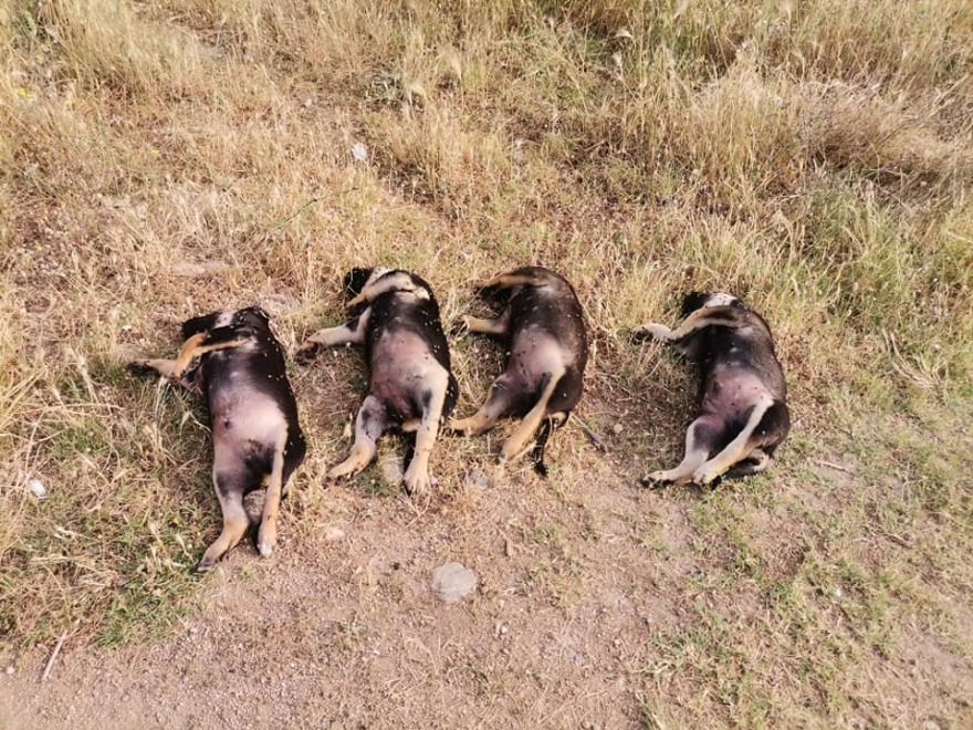 Ξάνθη: Νεκρά τέσσερα κουταβάκια... στη σειρά - Ένα ακόμη τραυματισμένο (φωτογραφίες)