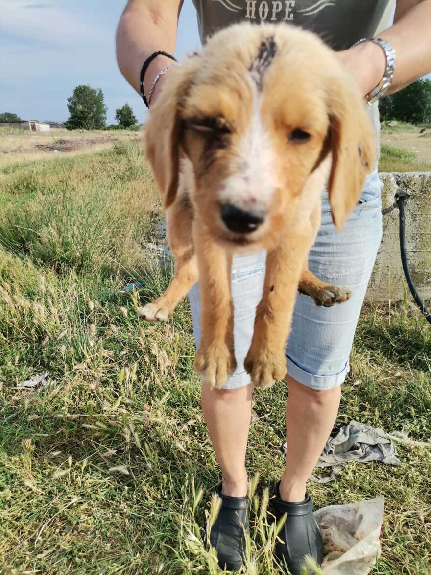 Ξάνθη: Νεκρά τέσσερα κουταβάκια... στη σειρά - Ένα ακόμη τραυματισμένο (φωτογραφίες)