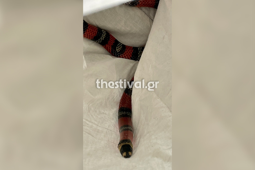 Θεσσαλονίκη: Πυροσβέστες απομάκρυναν φίδι από λεωφορείο του ΚΤΕΛ