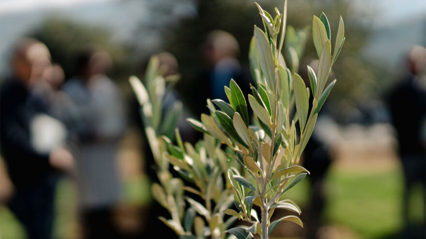Ο Όμιλος Επιχειρήσεων Σαρακάκη Υπερήφανος Χορηγός του Περιβαλλοντικού Έργου «Ξαναφυτεύοντας τους Καμένους Δελφικούς Ελαιώνες»