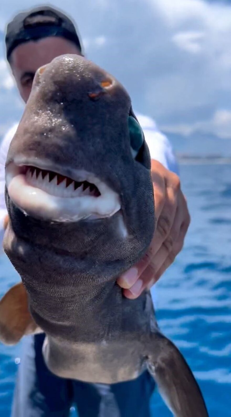 Τουρκία: Καρχαρίας με σμαραγδένια μάτια πιάστηκε στα δίχτυα ενός ψαρά στην Αττάλεια - Φωτογραφίες