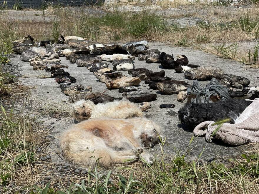 Βέλγιο: Σε καταψύκτες σπιτιού βρέθηκαν 75 γάτες και τρεις σκύλοι - Σκληρή εικόνα