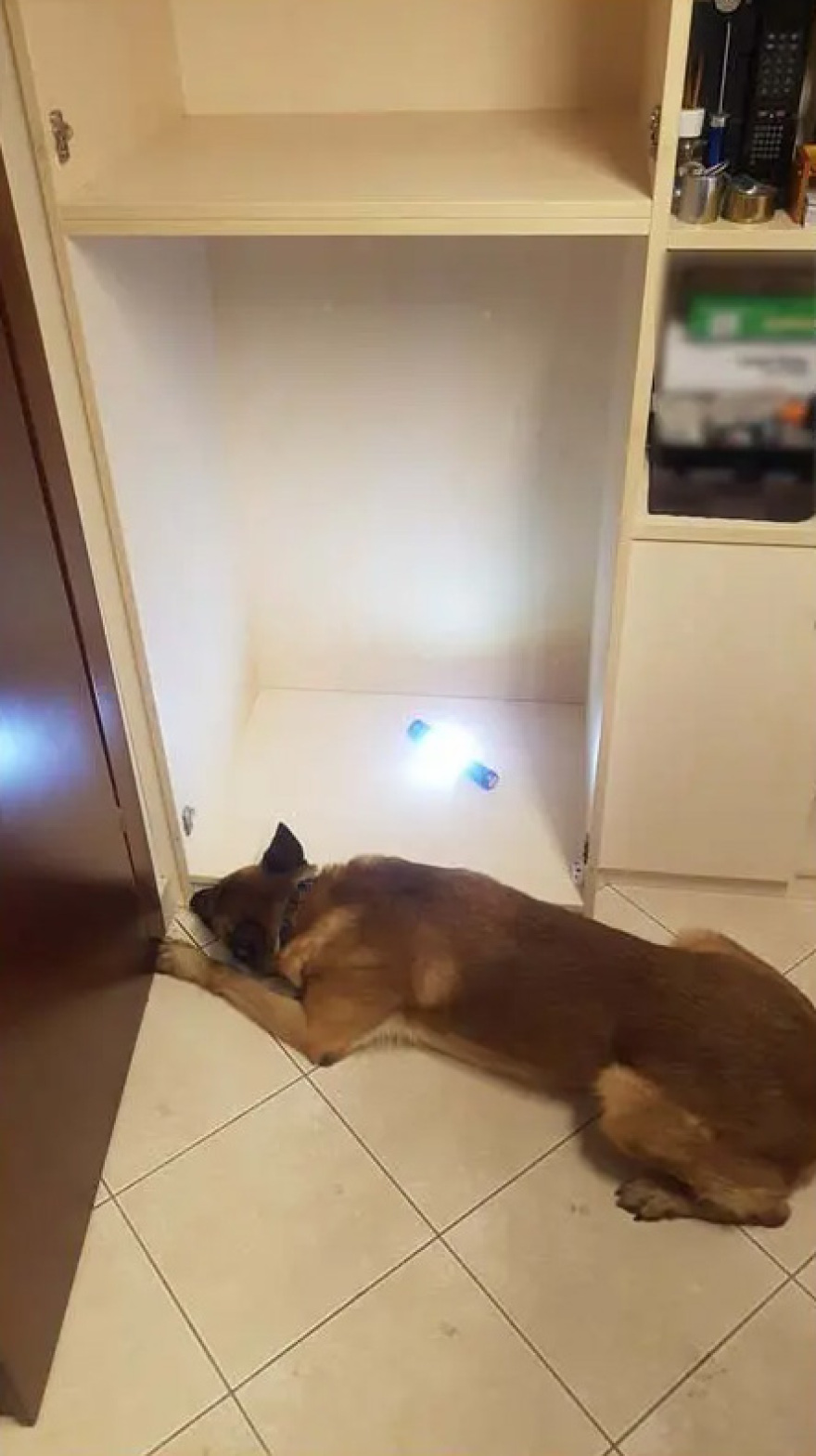 Θεσσαλονίκη: Δύο νέες συλλήψεις για το διεθνές κύκλωμα κοκαΐνης - Σκύλος ξετρύπωσε 6 κιλά από ντουλάπα