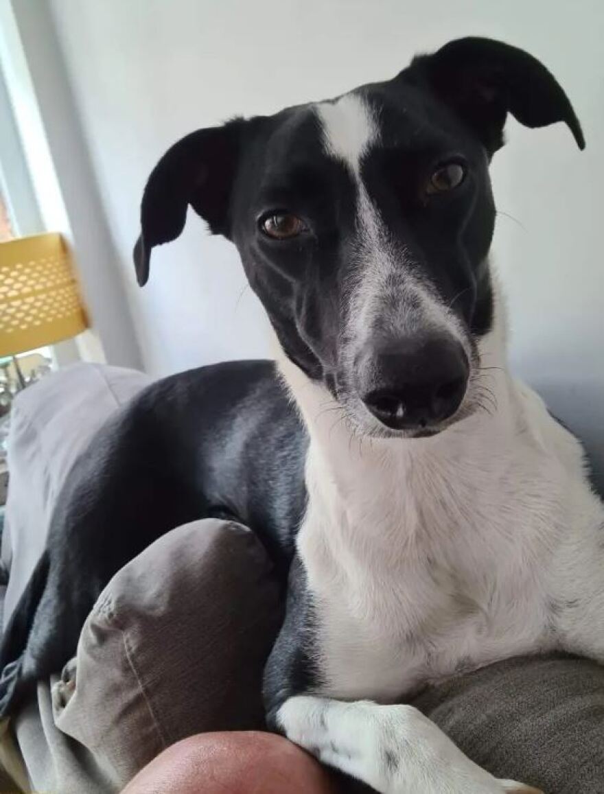 Βρετανία: Σκύλος έσωσε τη ζωή της ιδιοκτήτριάς του - Πώς τη βοήθησε να βρει ότι έχει καρκίνο