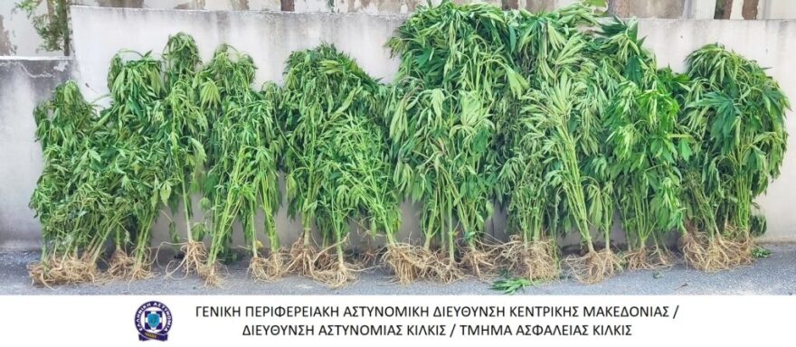 Θεσσαλονίκη: Πατέρας και γιος συνελήφθησαν για καλλιέργεια 89 δενδρυλίων κάνναβης