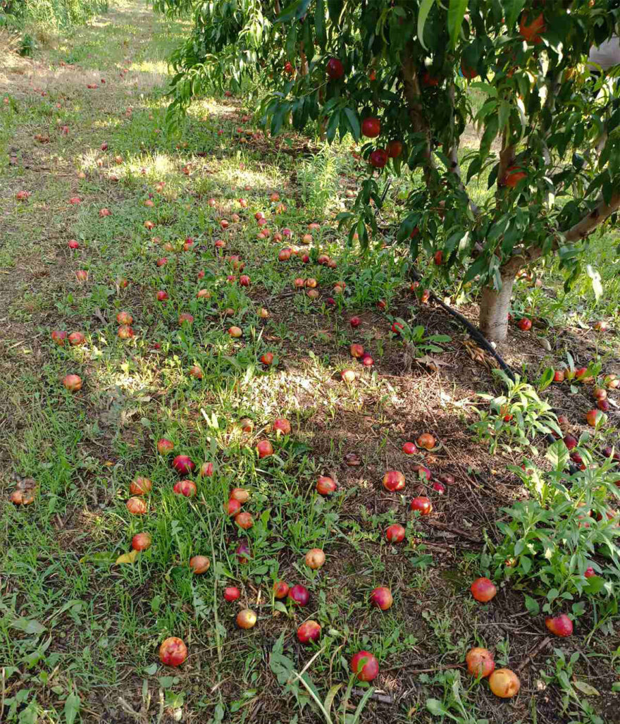 Κοζάνη: Ξαφνικό μπουρίνι κατέστρεψε δεντροκαλλιέργειες στον κάμπο του Βελβεντού