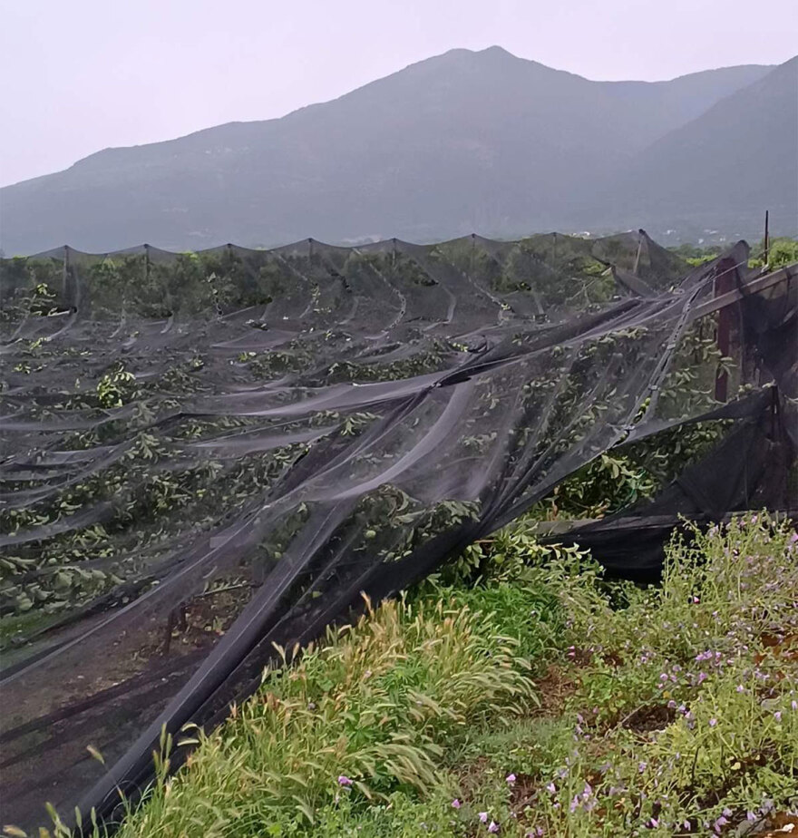 Κοζάνη: Ξαφνικό μπουρίνι κατέστρεψε δεντροκαλλιέργειες στον κάμπο του Βελβεντού