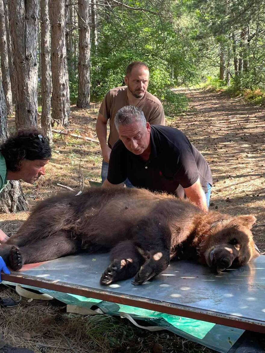 Φλώρινα: Άλλαξαν «γειτονιά» στην άτακτη αρκούδα που είχε… ξεκληρίσει κοτέτσια - Δείτε φωτογραφίες