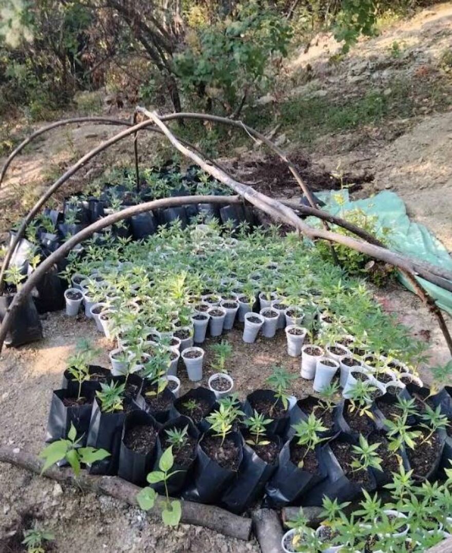 Εγκατέλειψαν γιγαντιαία χασισοφυτεία στα σύνορα με την Αλβανία