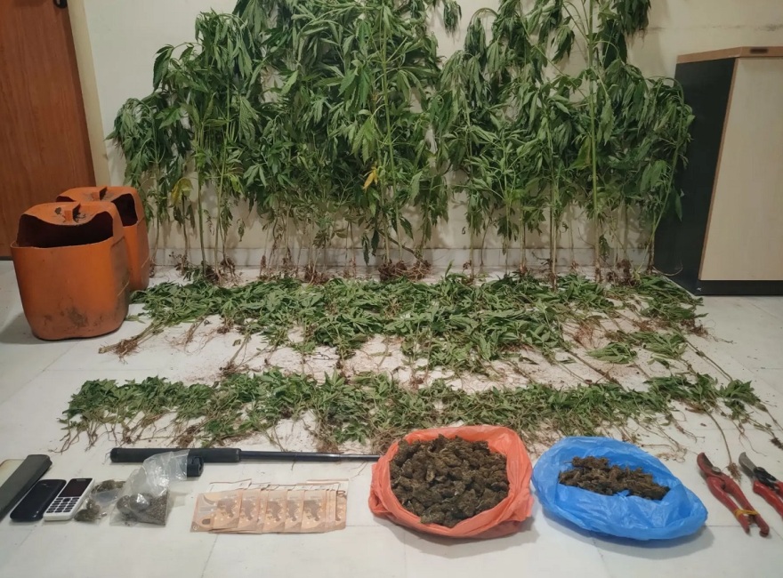Θεσσαλονίκη: Εντοπίστηκε φυτεία με 368 δενδρύλλια κάνναβης - Ως το 1,5 μέτρο το ύψος τους