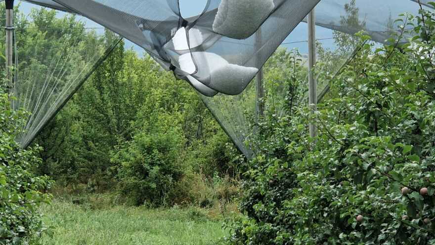 Εορδαία: Χαλάζι σε μέγεθος καρυδιού «σκέπασε» τις καλλιέργειες - Δείτε φωτογραφίες