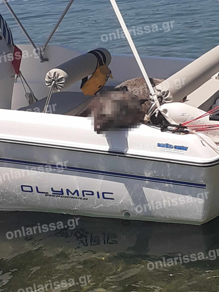 Πήλιο: Ερασιτέχνες ψαράδες έπιασαν… αγριογούρουνο - Δείτε φωτογραφία