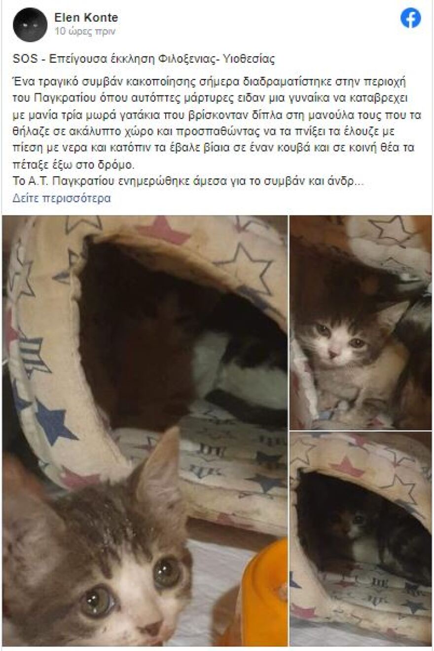 Παγκράτι: Γυναίκα προσπάθησε να πνίξει γατάκια  - Δείτε φωτογραφίες