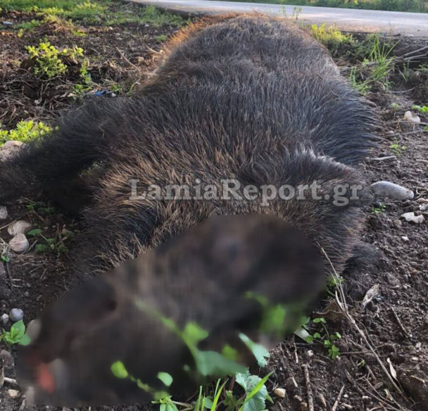 Αταλάντη: Τροχαίο με κοπάδι αγριογούρουνων - Ένας τραυματίας