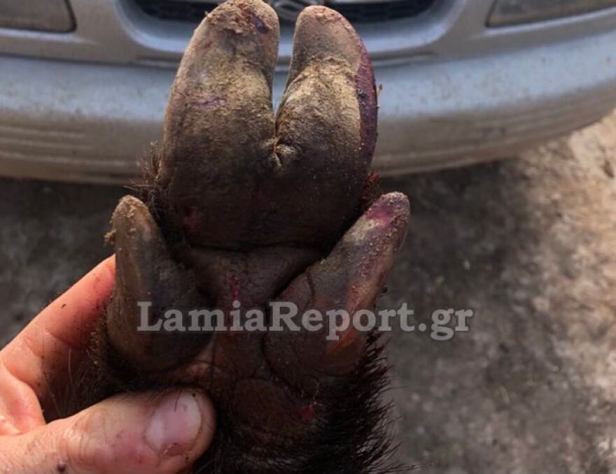 Αταλάντη: Τροχαίο με κοπάδι αγριογούρουνων - Ένας τραυματίας