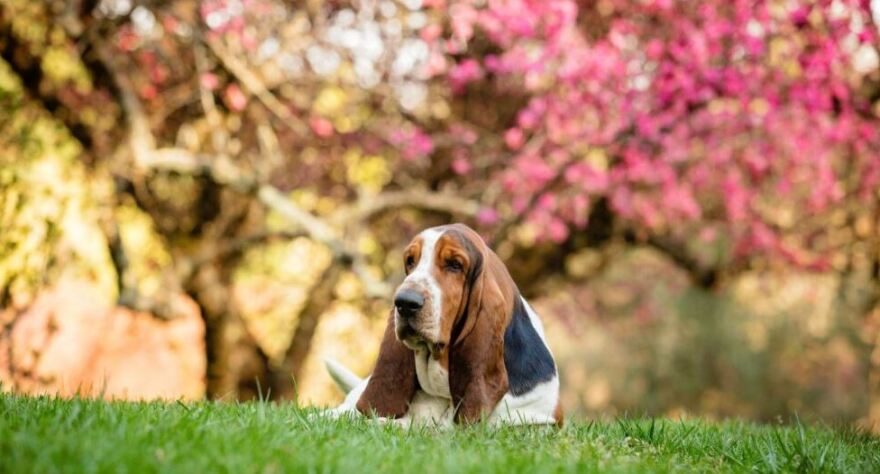 Σκυλιά: Ποιες είναι οι πιο φιλικές φυλές για τα παιδιά