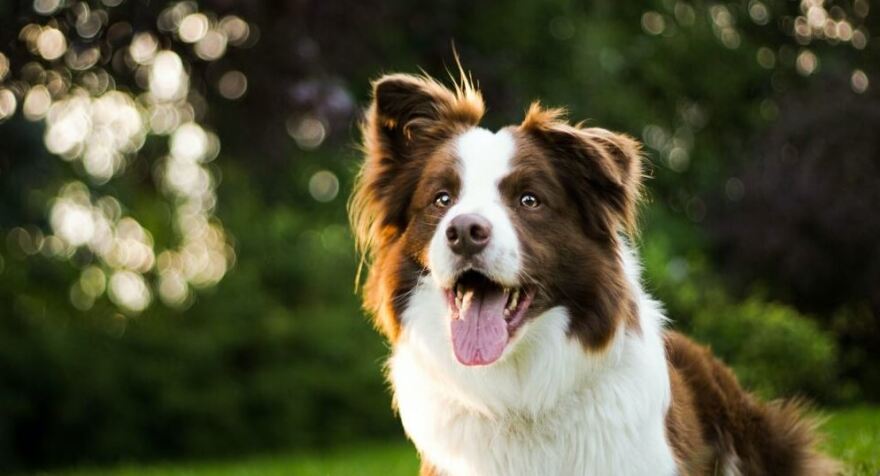 Σκυλιά: Ποιες είναι οι πιο φιλικές φυλές για τα παιδιά