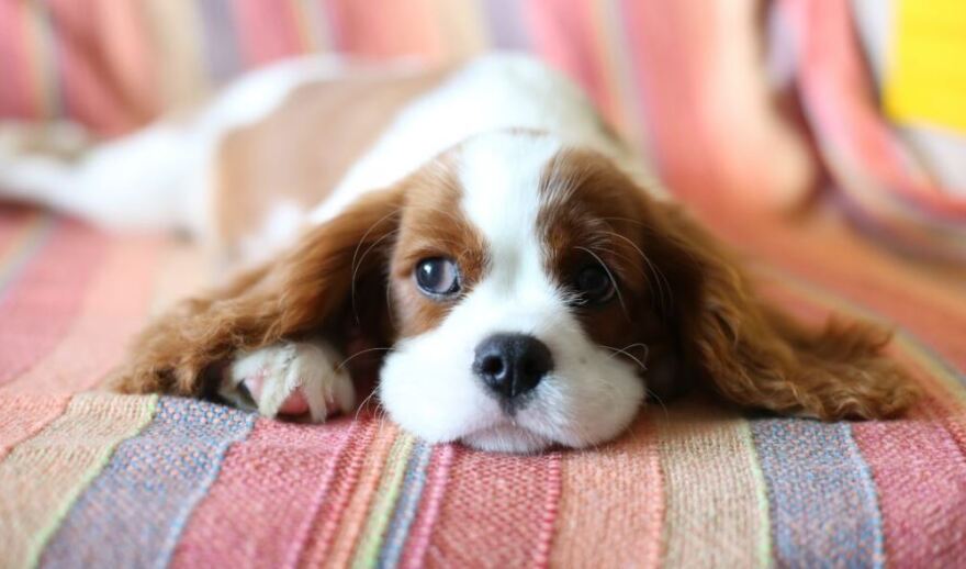 Σκυλιά: Ποιες είναι οι πιο φιλικές φυλές για τα παιδιά