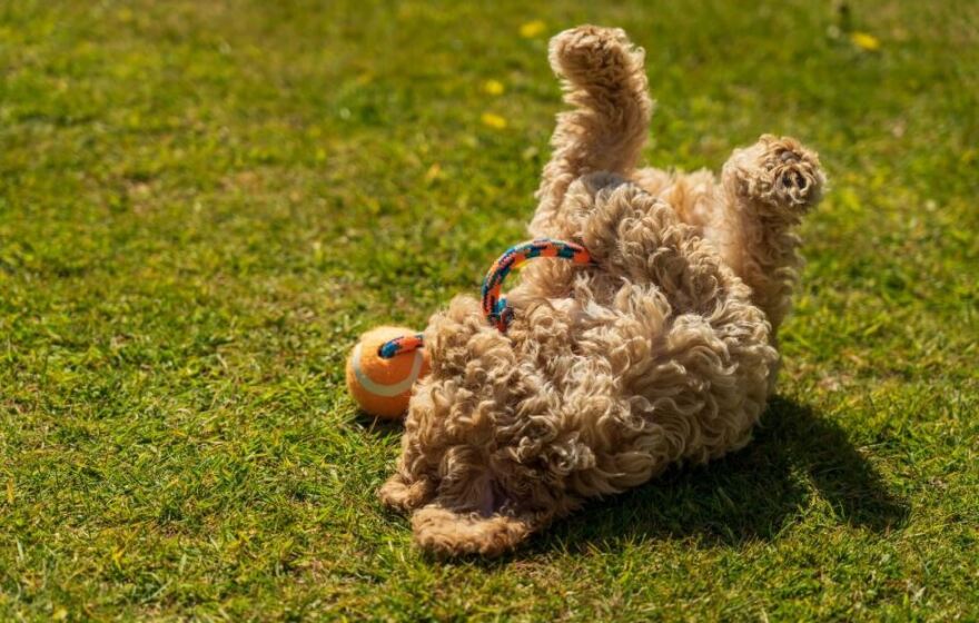 Σκυλιά: Ποιες είναι οι πιο φιλικές φυλές για τα παιδιά