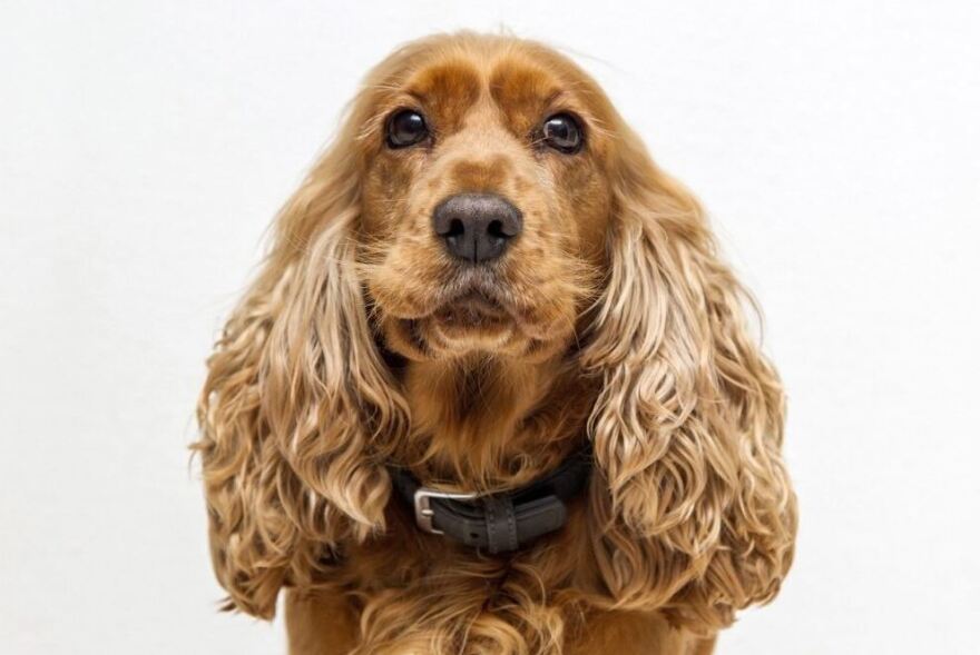 Σκυλιά: Ποιες είναι οι πιο φιλικές φυλές για τα παιδιά