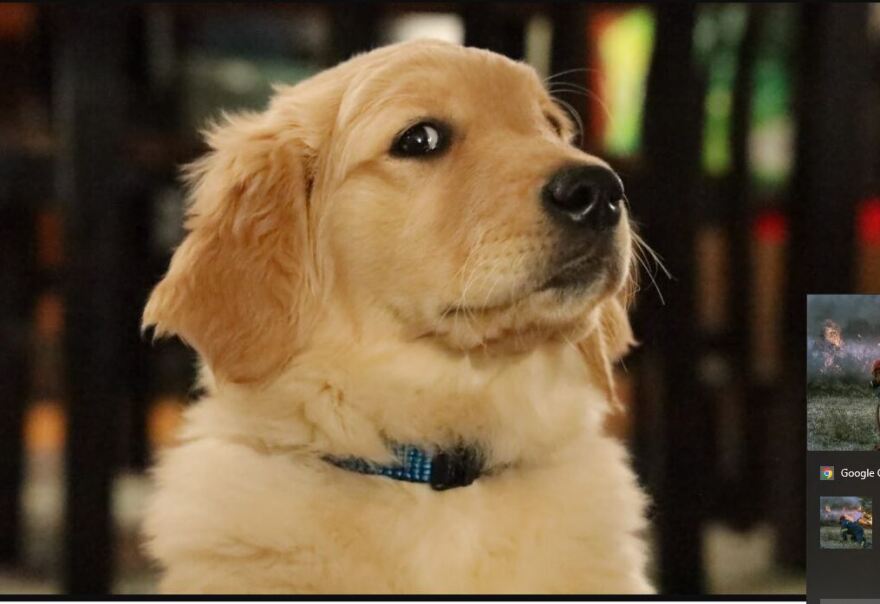 Σκυλιά: Ποιες είναι οι πιο φιλικές φυλές για τα παιδιά