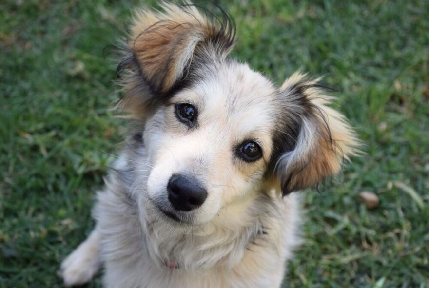 Σκυλιά: Ποιες είναι οι πιο φιλικές φυλές για τα παιδιά