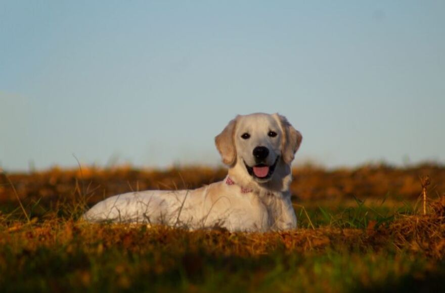 Σκυλιά: Ποιες είναι οι πιο φιλικές φυλές για τα παιδιά