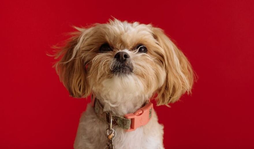 Σκυλιά: Ποιες είναι οι πιο φιλικές φυλές για τα παιδιά