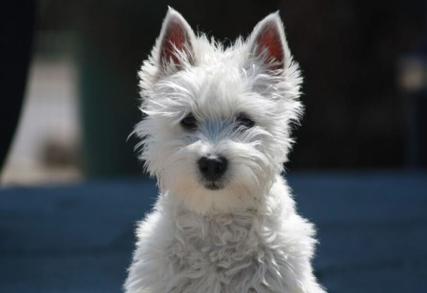 Σκυλιά: Ποιες είναι οι πιο φιλικές φυλές για τα παιδιά