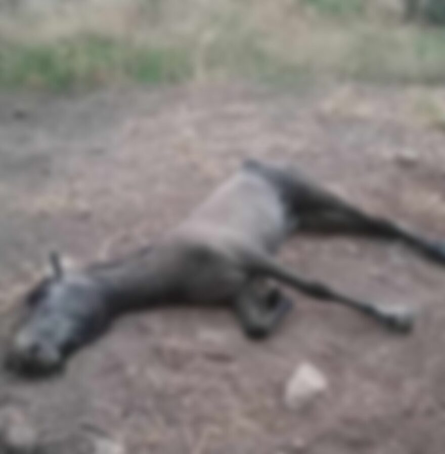 Χανιά: Ξεψύχησε άλογο που είχε ξεχάσει ο ιδιοκτήτης του χωρίς νερό και τροφή