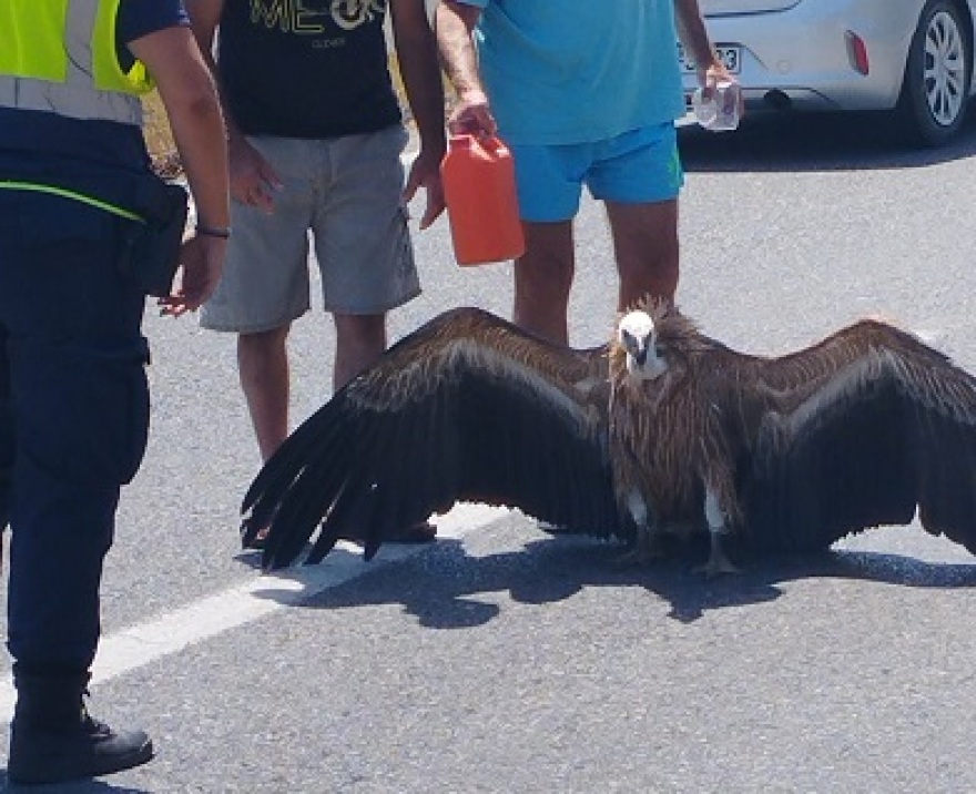 Κρήτη: Διψασμένος γύπας βρέθηκε στη μέση του ΒΟΑΚ - Δείτε φωτογραφίες