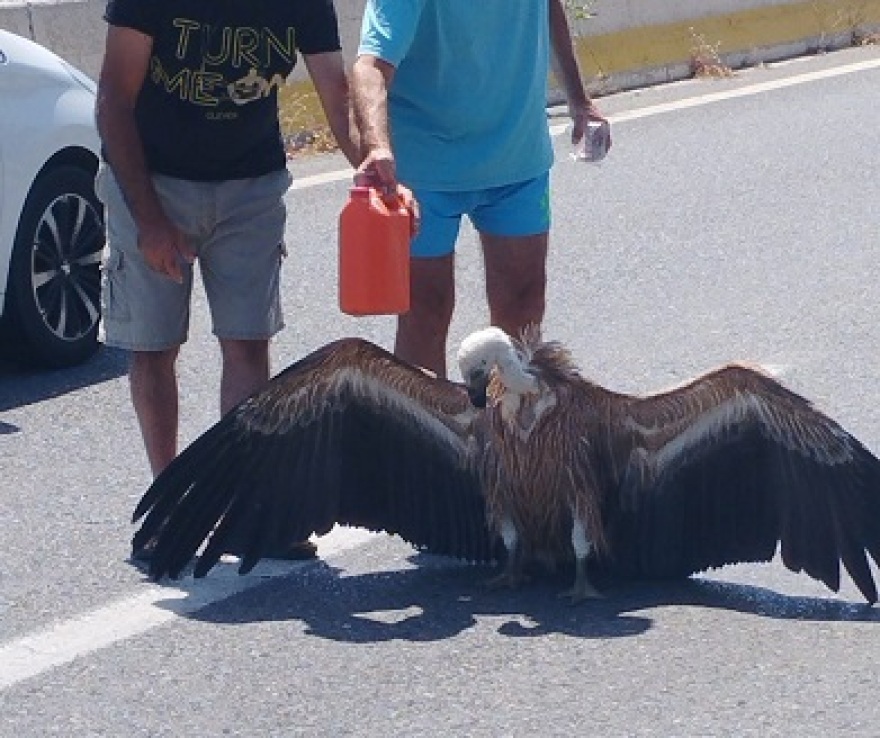 Κρήτη: Διψασμένος γύπας βρέθηκε στη μέση του ΒΟΑΚ - Δείτε φωτογραφίες